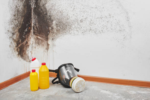 Best Home Mold Removal  in Krum, TX