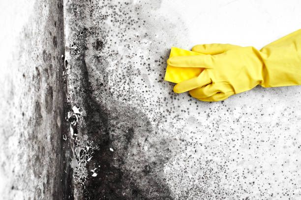 Mold Removal Process in Krum, TX