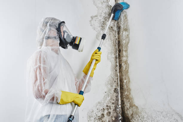 Best Black Mold Removal  in Krum, TX