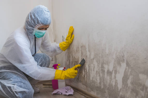 Krum, TX Mold Removal Company