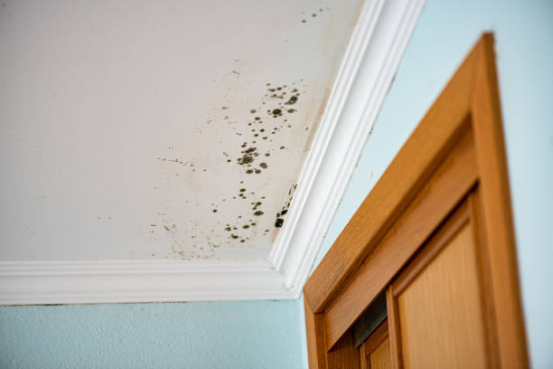 Best Home Mold Removal  in Krum, TX