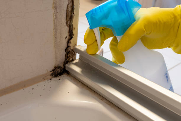 Best Mold Damage Repair  in Krum, TX