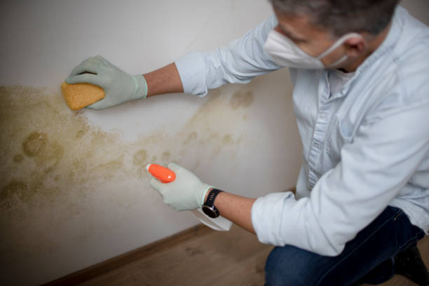 Best Mold Removal Process  in Krum, TX