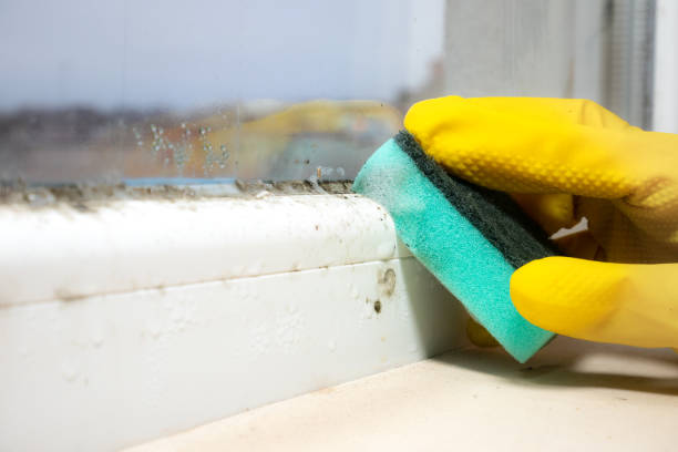 Best Local Mold Removal Service  in Krum, TX