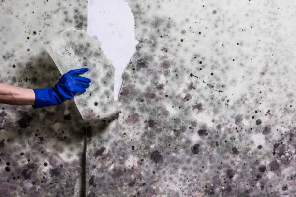 Best Mold Cleaning Services  in Krum, TX